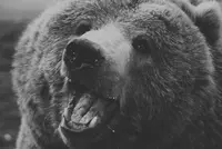 Grizzli
