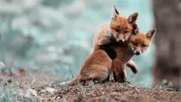Foxy