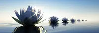 Lotus Bleu