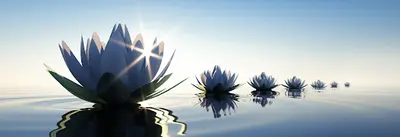Lotus Bleu