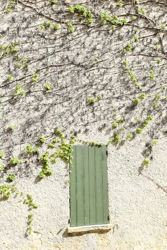 Markize